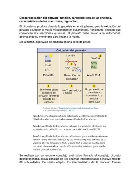 Descarboxilaci N Del Piruvato Apolinar Soriano Atziri Yamilet Udocz