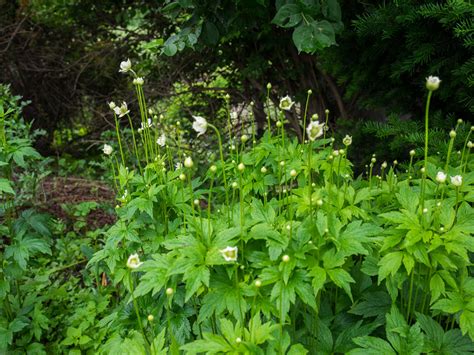 Anemone Virginiana 2015 Anemone Virginiana 2015 Tall A Flickr