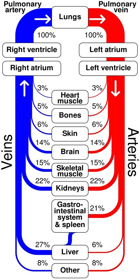 Arteries and Veins Diagram - Graph Diagram