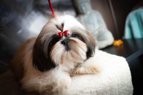 Chiot Elevage Made In Albizzia Eleveur De Chiens Shih Tzu