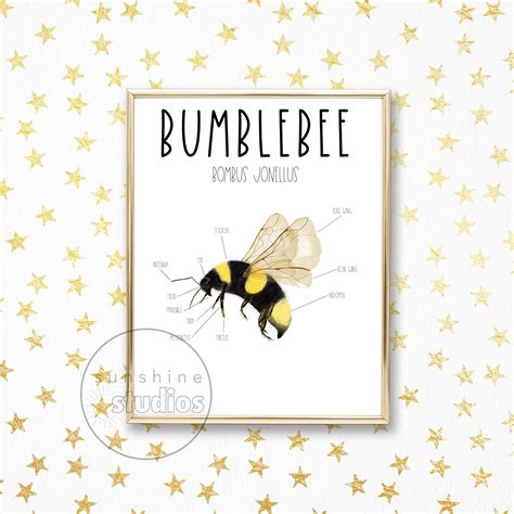 Bumble Bee Diagram, Anatomy Poster, Educational Wall Art, Science ...