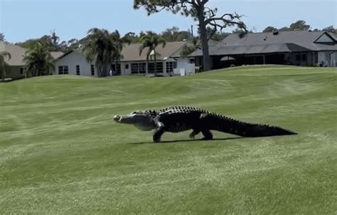 Monstrous Alligator Strolls Across Florida Golf Course Whiskey Riff