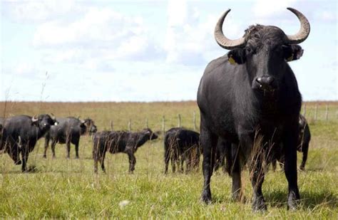 Comissão de Agricultura Pecuária e Pesca inicia o tratamento da