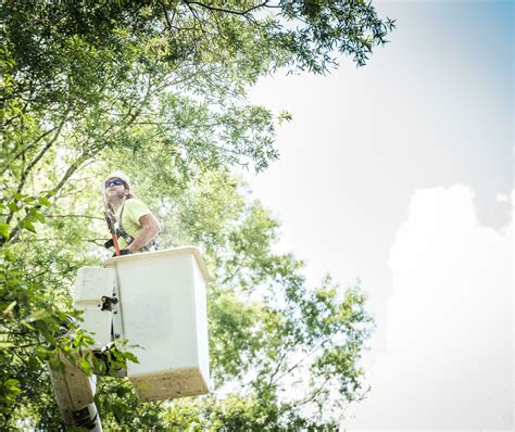 Duke Energy Florida’s tree care practices prevent outages, earn 18th