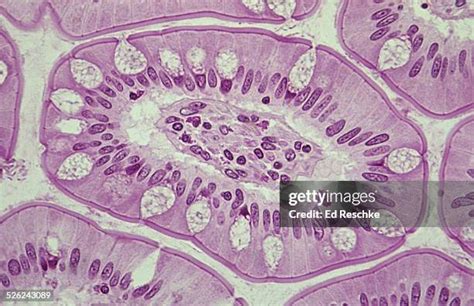 Human Cell Cross Section Photos And Premium High Res Pictures Getty