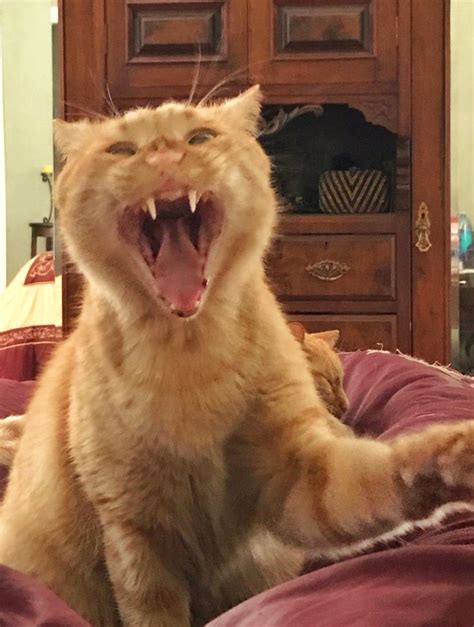 Ferocious Cat Yawning Buddy The Orange Tabby Ginger Cat ️ In 2024 Orange Tabby Cats