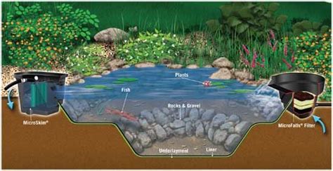 Image Result For Duck Biofilter Pond Ponds Backyard Diy Backyard Koi Ponds Crepe Myrtle