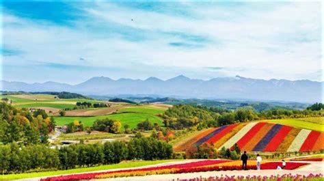 Let's enjoy Furano with lavender and flower fields spreading all over ...