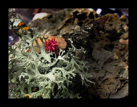 Lichen Oak Gall Urchin Gall Wasp Antron Quercusechinus Tbac Flickr