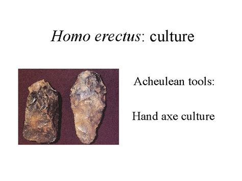 Biological Anthropology The genus Homo Homo habilis Larger