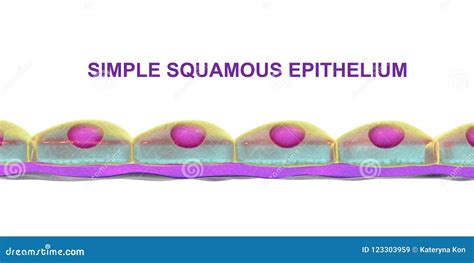 Simple squamous epithelium stock illustration. Illustration of text ...