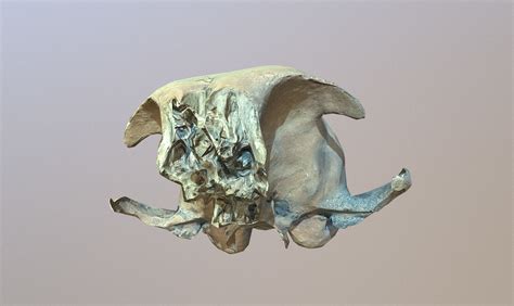 3d Model Photorealistic Scanned Small Skull Of Rodent Vr Ar Low