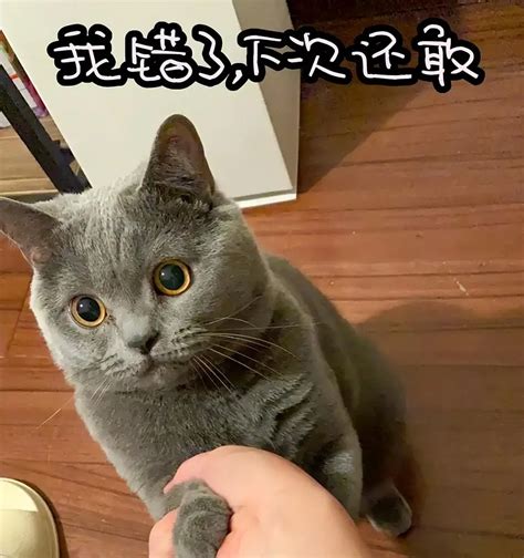 想要养蓝猫的人，要注意了！看完它的“缺点”，你还敢养蓝猫吗？ 喵百科