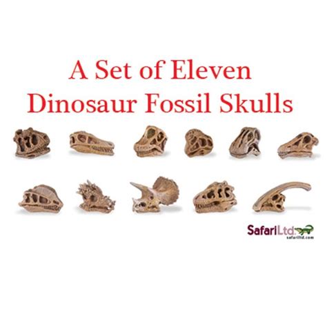 Dinosaur Fossil Skulls (Set of 11)