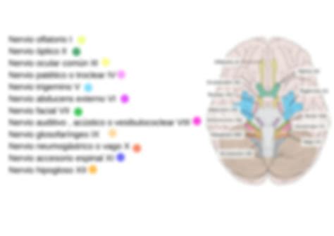 SOLUTION Nervios Craneales Studypool