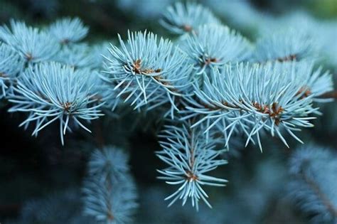 Common Blue Spruce Tree Diseases - Caledon Treeland