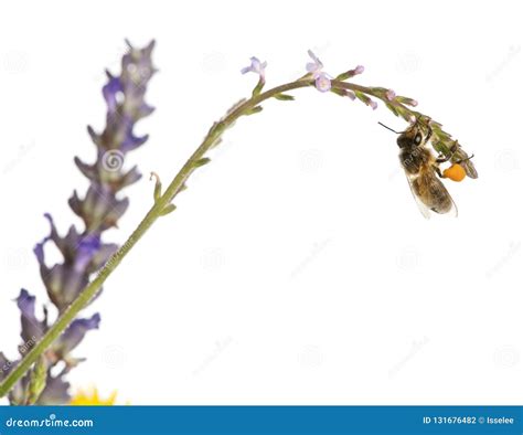 Abelha Ocidental Do Mel Ou Abelha Europeia Do Mel Mellifera Dos Apis