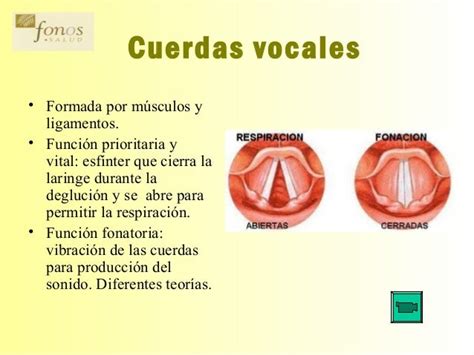 Cuerdas Vocales Y Sus Partes 8e4