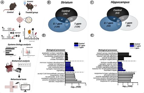 Systems Biology Analysis Of The Sno Proteome A Schematic Workflow For