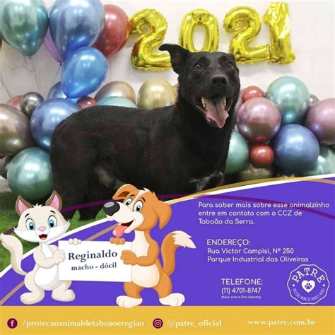 Eventos de Adoção doação e procura de cães e gatos quarta feira dia 30