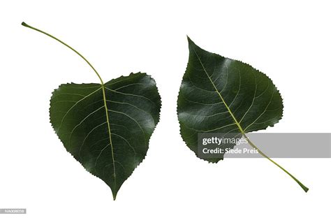 Cottonwood Tree Leaves High-Res Stock Photo - Getty Images