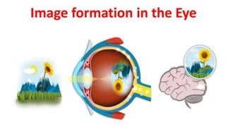 Elements Of Visual Perception Pptx