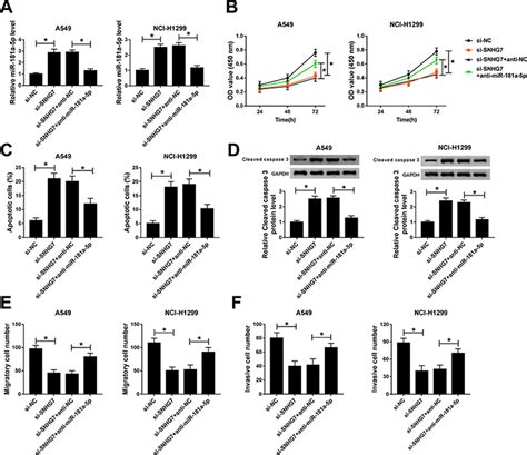 Long Noncoding Rna Snhg Accelerates Proliferation Migration And Inva