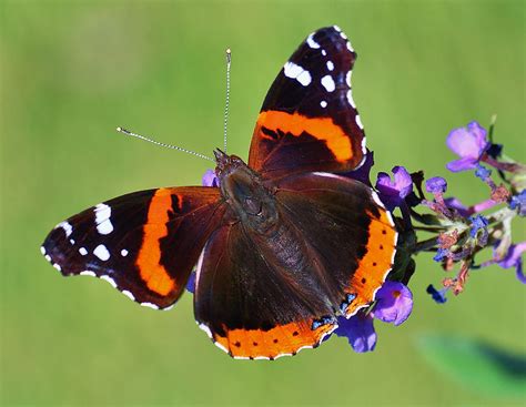 Butter Fly Haning Out On Purple Flowers Photograph By American Image