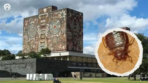 Los Mejores Memes De La Plaga De Chinches En La UNAM Ambas Manos