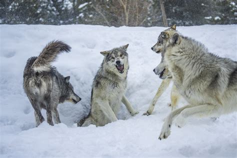 Beautiful Gray Wolves West Yellowstone Montana Winter Snow Flickr