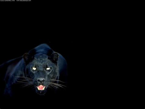 Animal Black Panther 4K Wallpaper - Find best black panther wallpaper ...