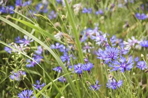 Cornflower Flower in the Field Summer Stock Photo - Image of environment, green: 121101866