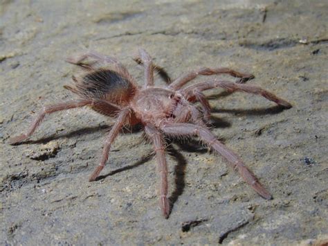 Lasiodora parahybana - Brazilian Salmon Pink Birdeater Tarantula 1.5 ...