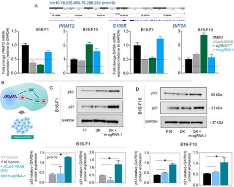 Cells Free Full Text Crispr Dcas Krab Mediated Suppression Of