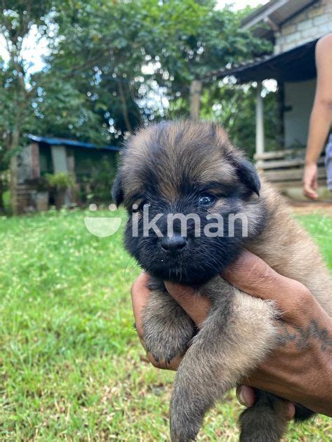 Lion Pomeranian Puppy For Sale In Anuradhapura City Ikman