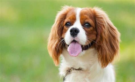 Top 10 Breeds for First-Time Pet Owners: A Guide to Choosing the Right Animal for Your Household ...