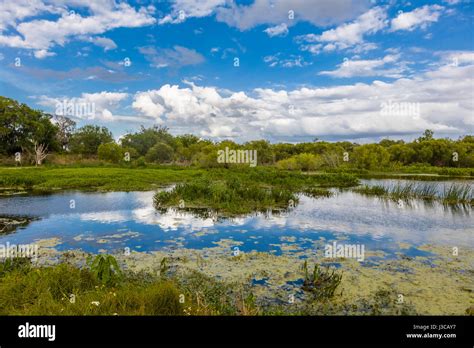 Wetlands At Circle B Bar Reserve In Polk County In Lakeland Florida