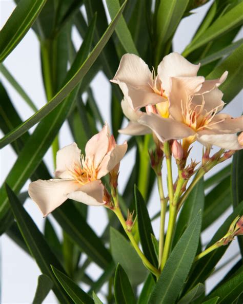 Nerium Oleander Angiolo Pucci Plant Shop