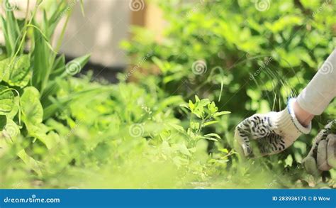 Girl Removes A Weed With A Root In The Garden Stock Video Video Of