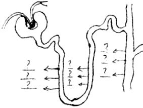 1. Copy the diagram and fill the gaps 2. Write the concentration of glomerular filtrate ...