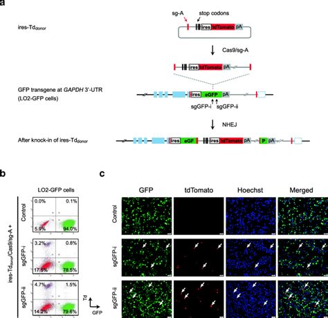 Insertional Disruption Of Gfp Transgene Via Nhej Based Knock In A