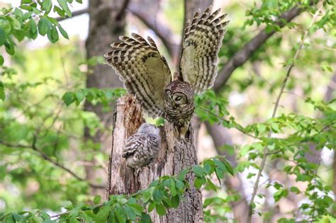 Barred Owl Habitat