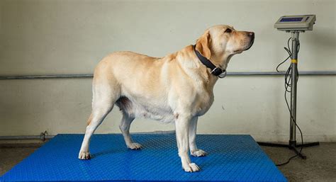 Lab Growth And Weight Chart Male And Female The Complete Guide K9 Web