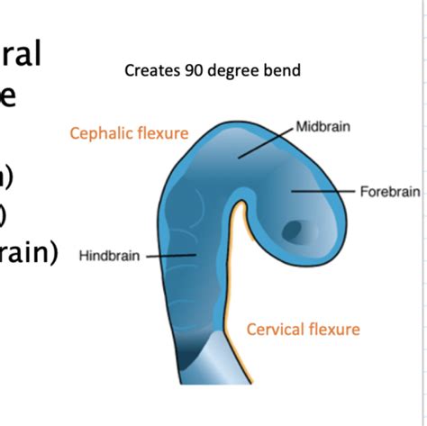 Embryology Flashcards Quizlet