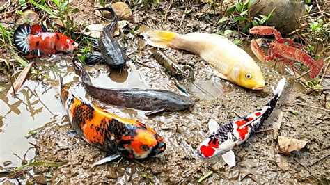 Menemukan Perangkap Dan Mencari Ikan Channa Ikan Koi Dan Ikan Cupang