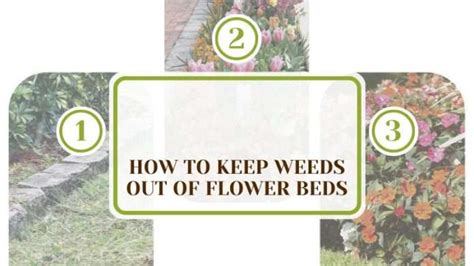 How To Keep Weeds Out Of Flower Beds In Your Garden Plant America