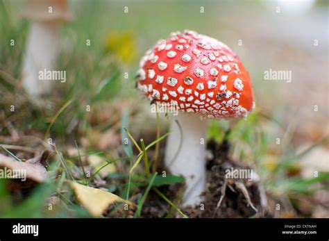 Fly Agaric Mushroom Amanita Muscaria Stock Photo Alamy