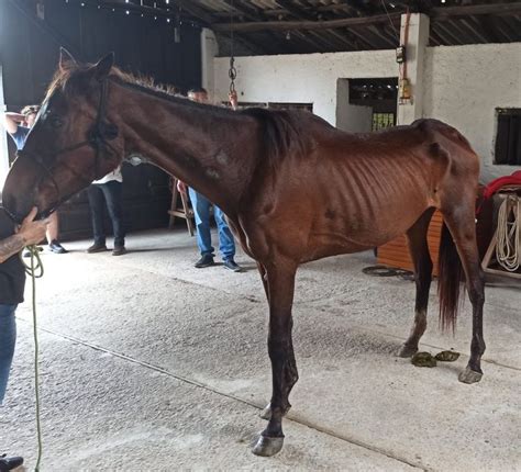 Cavalos são resgatados em situação de maus tratos em São Lourenço do Sul