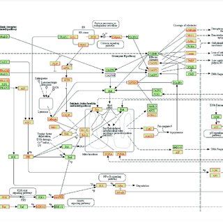 Differential Ethanol Induced Gene Expression Changes Related To