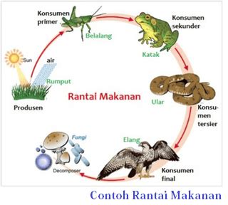 Perbedaan Rantai Dan Jaring Makanan